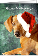 Rusty Dachshund With Santa Hat card