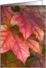 Dreamy Red Leaves in Autumn card