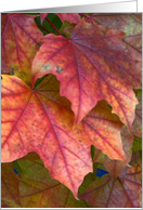 Dreamy Red Leaves in Autumn card