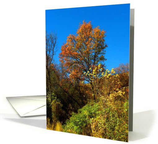 Dynamic Fall Color Trees card (710490)