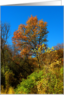 Dynamic Fall Color Trees card