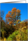 Dynamic Fall Color Trees card