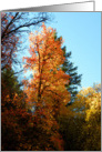 Pretty Red Fall Colors Tree card