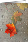 Fall Color Leaf With Water Droplets card