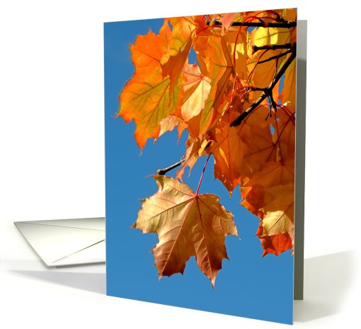 Fall Color Leaf Detail card (713684)