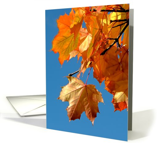 Fall Color Leaf Detail card (713685)
