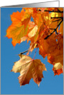 Fall Color Leaf Detail card