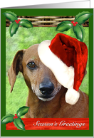 Adorable Dachshund Doggie in Christmas Hat card