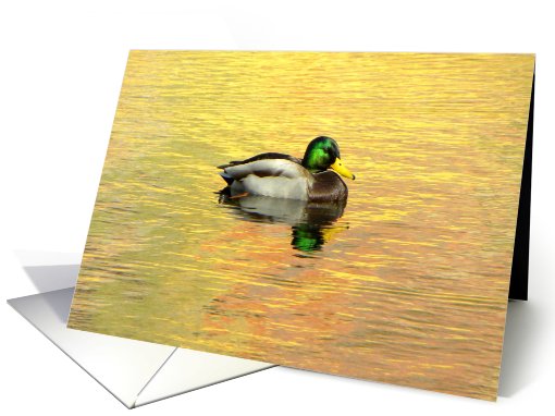 Mallard Duck On Golden Pond card (713700)