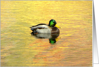 Mallard Duck On Golden Pond card
