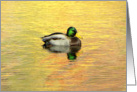 Mallard Duck On Golden Pond card