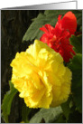 Red and Yellow Begonias card