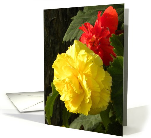 Red and Yellow Begonias card (713704)