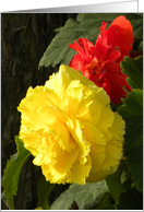 Red and Yellow Begonias card