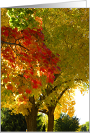 Stunning Autumn Leaves card