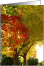 Stunning Autumn Leaves card