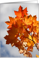 Flaming Autumn Leaves card