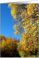 Blue Sky And Autumn Leaves card