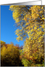 Blue Sky And Autumn Leaves card