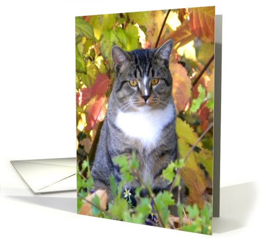 Pretty Autumn Kitty card (717718)