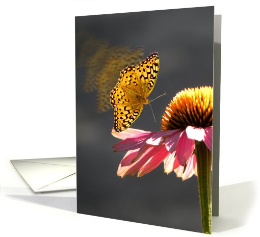 Butterfly and Cone Flower card (726904)