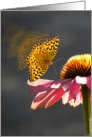 Butterfly and Cone Flower card