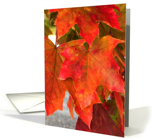 Beautiful Red Leaves card (728944)