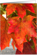 Beautiful Red Leaves card