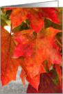 Beautiful Red Leaves card