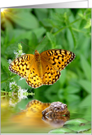 Frog and Butterfly