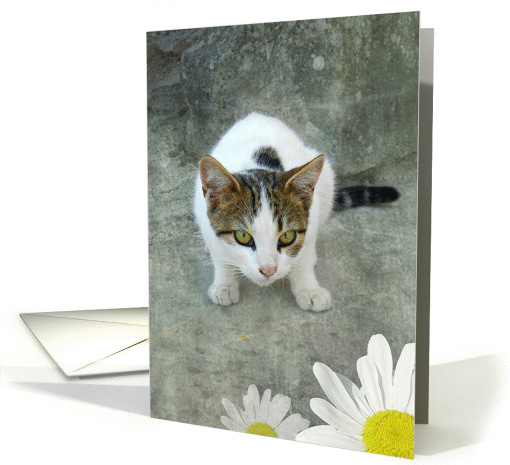 Cute Crouching Kitten card (874166)