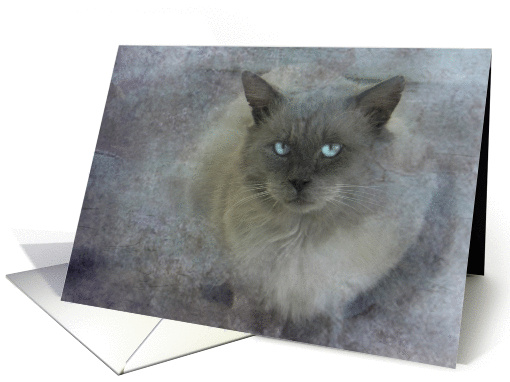 Soft Blue-Eyed Cat card (881384)