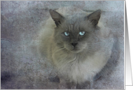 Soft Blue-Eyed Cat