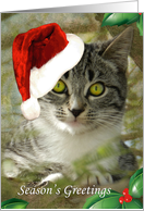 Adorable Kitten Season’s Greetings card