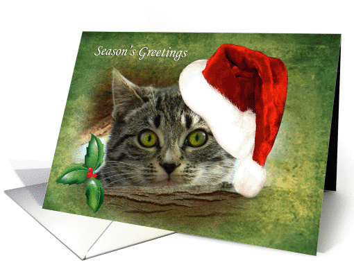 Adorable Kitten Peeking Over Tree Limb Season's Greetings card