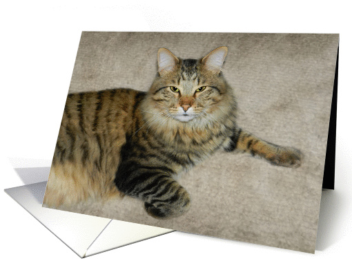 Beautiful Maine Coon Cat card (893059)