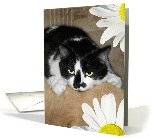 Adorable Black and White Cat with Flowers card (893799)