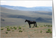black stallion dreaming card