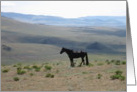 black stallion dreaming card