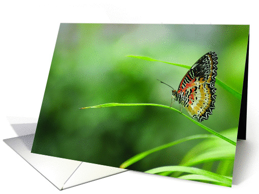 Butterflies Beauty card (364918)