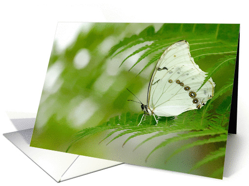 Butterfly Beauty card (366324)