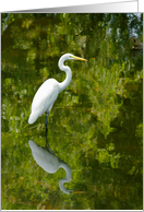 Egret Art Card