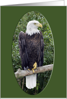 American Bald Eagle Card