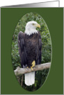 American Bald Eagle Card