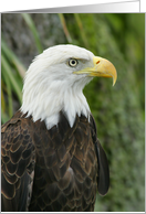 American Bald Eagle Card