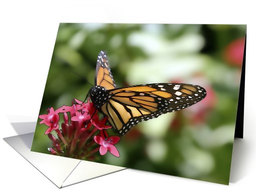 Butterfly Art card (670916)