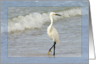 Snowy Egret Card