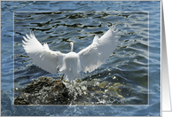 Snowy Egret Card