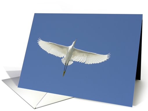 Snowy Egret card (670925)