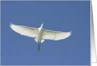 Snowy Egret Card
